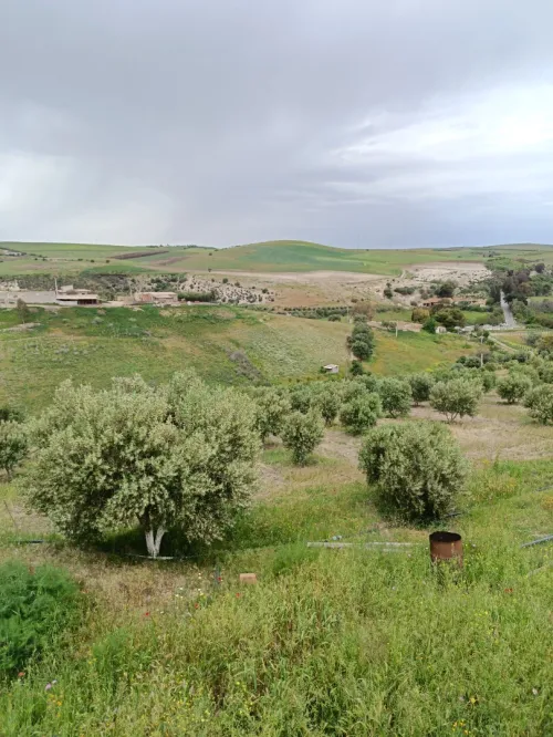 Vente Terrain Aïn Témouchent Ain kihal
