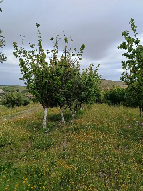 Vente Terrain Aïn Témouchent Ain kihal