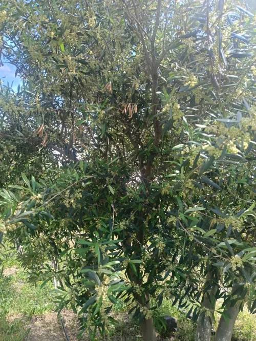 Vente Terrain Aïn Témouchent Ain kihal