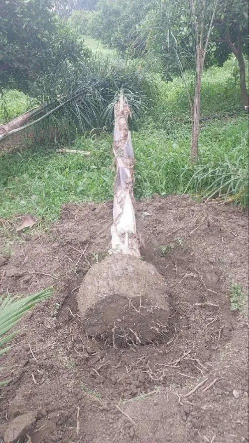 Gazon naturel عشب طبيعي 