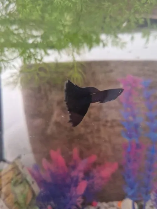 Guppys colorés à petit prix Parfaits pour votre aquarium ! (30 DA)