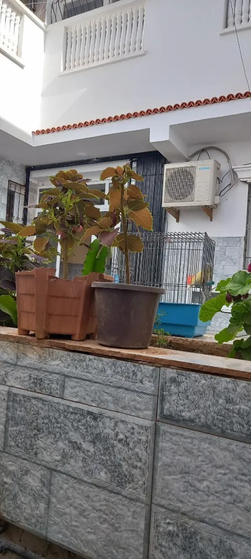 Vente Villa Mostaganem Mesra