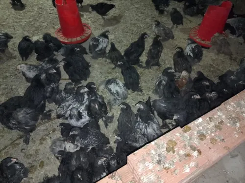 فلوس براهمة