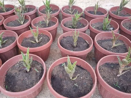 Aloe vera