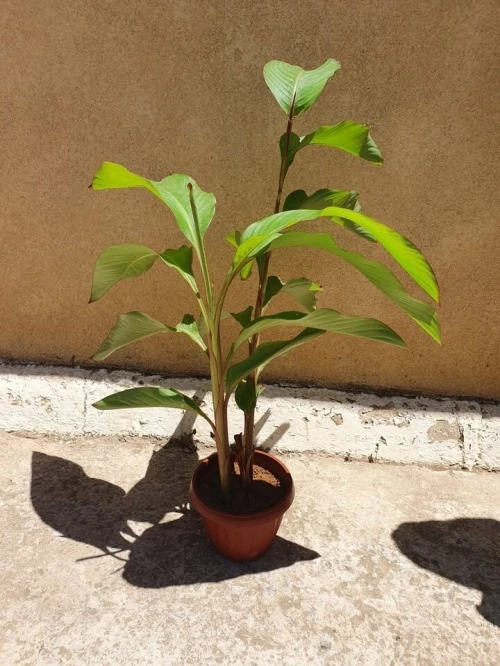 Vente plante Canna rouge