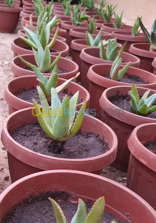 Aloe vera