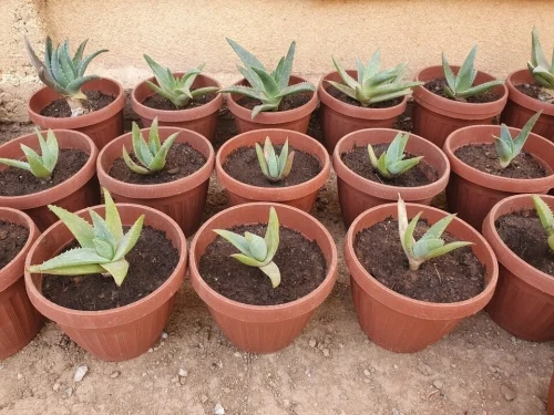 Aloe vera