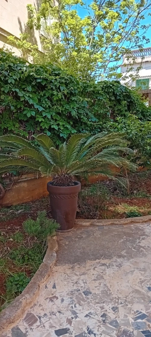 CYCAS