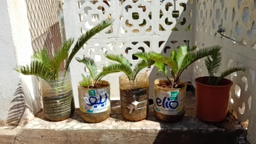 CYCAS