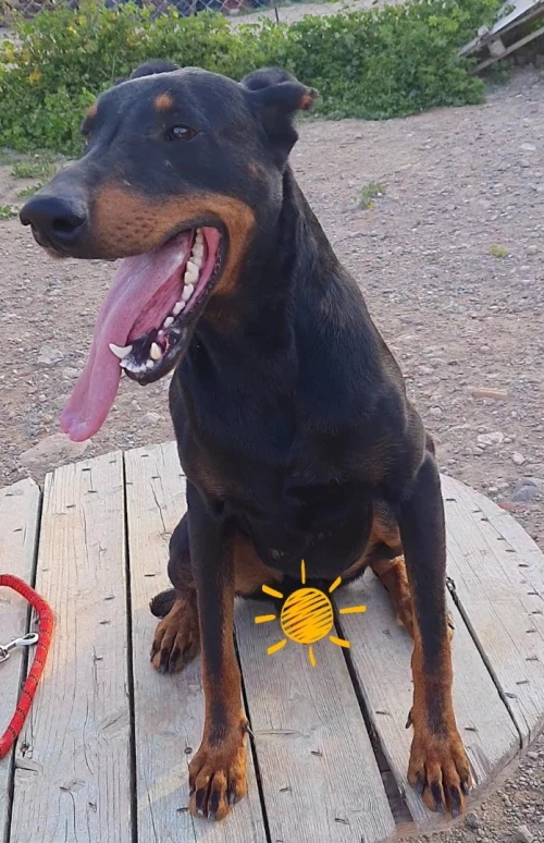 DOBERMAN douberman