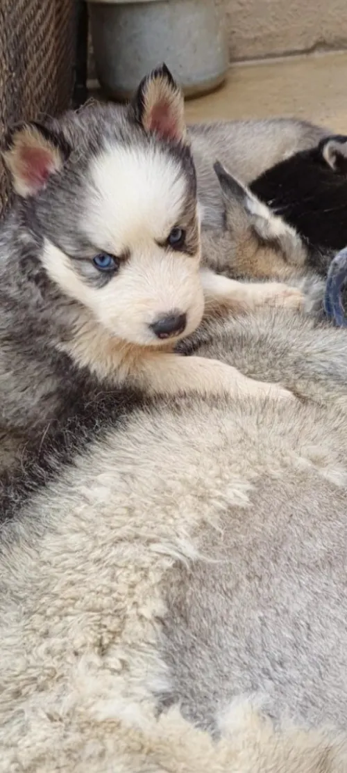 Husky