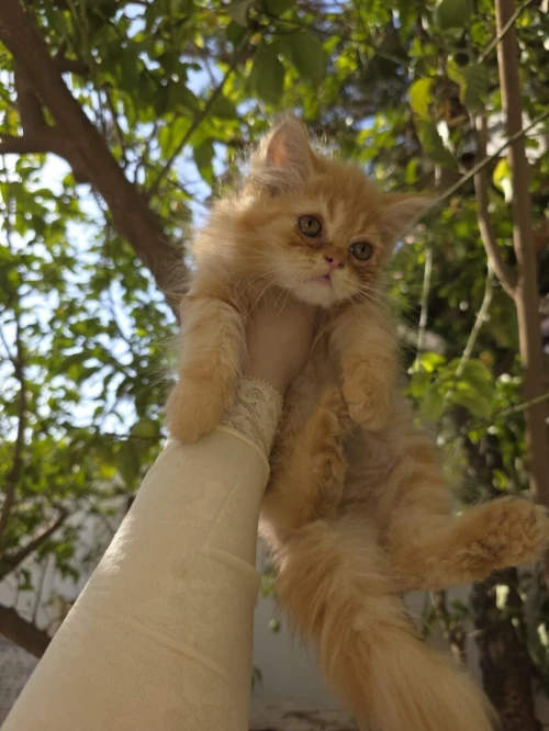 Chat persan 