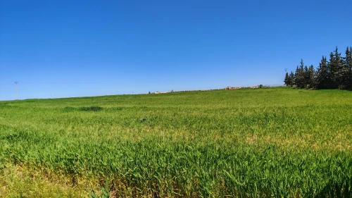 Vente Terrain Agricole Tiaret Hamadia