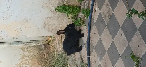 أرنب بابيلون ريقلاتور