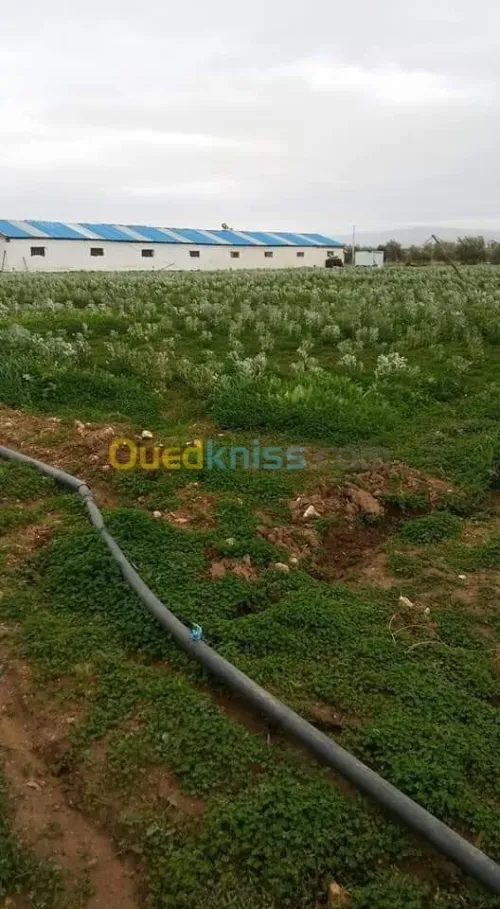 Location Hangar - Usine Oran Boutlelis