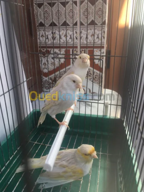 canari satinè mousaique jeune 