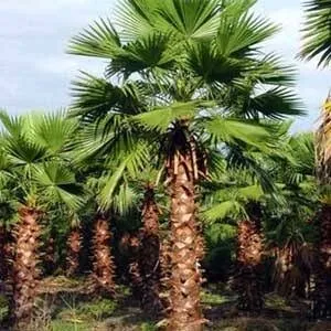 Palmier Washingtonia