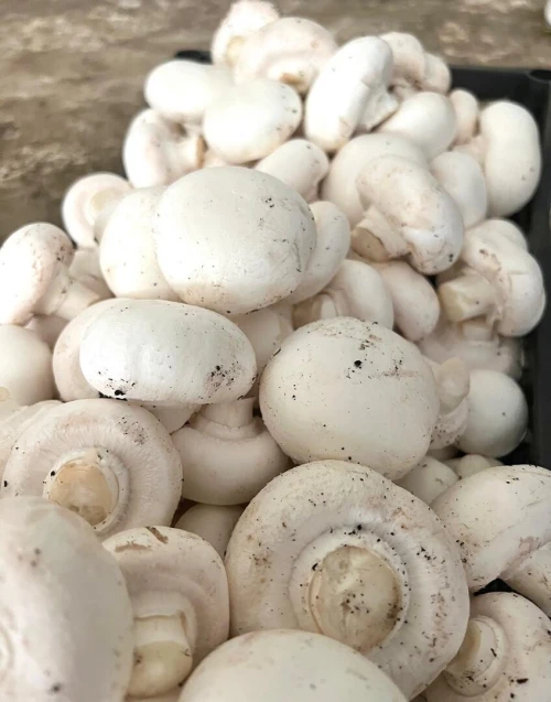فطر طازج جودة عالية