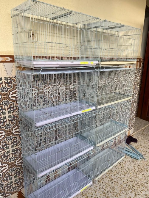 Canari