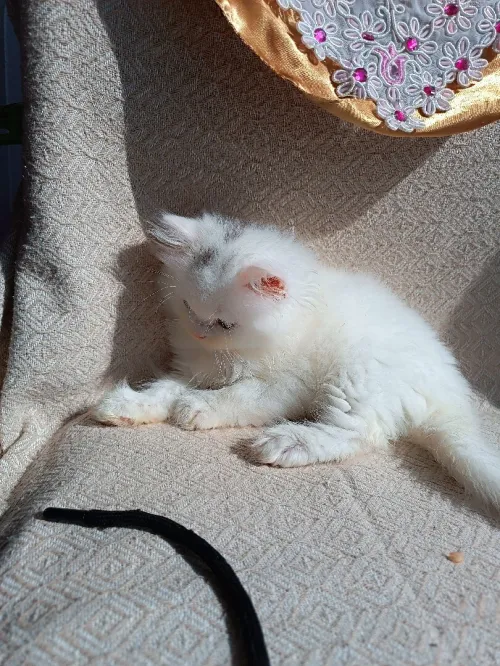 Chaton persan blanc
