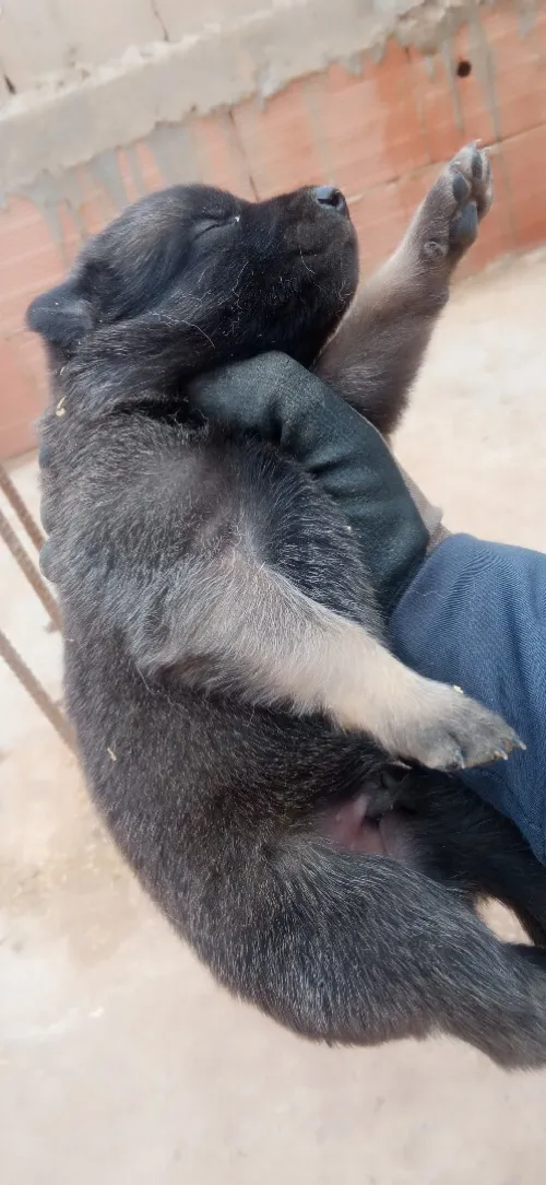 Malinois charbonnier