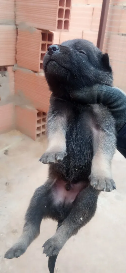 dès chiots malinois Pure Sang