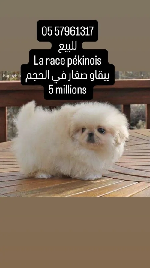 Chien pékinois canich كلب بيكنوا كانيش