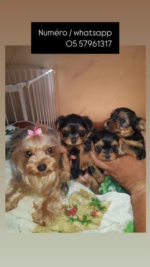 Chien Pékinois caniche Pékinois بيكنوا كانيش كلب
