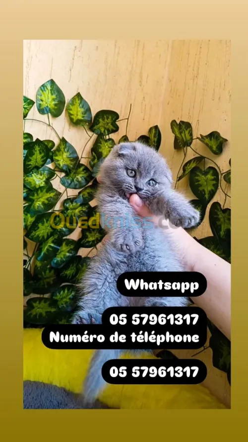 Chat persan قط بيرسون  