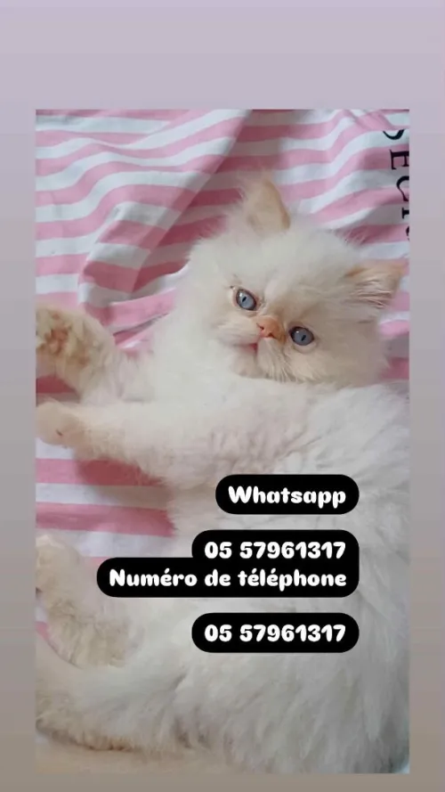 Chat persan chat scottish chat brittish