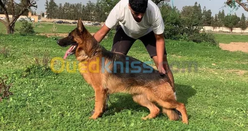 Berger allemand male pedegré 