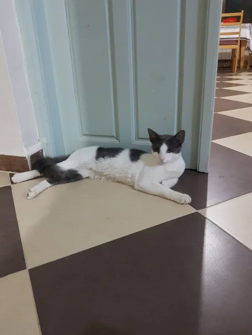 2 Chats a donner 