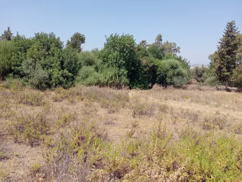 Vente Terrain Blida Ain romana