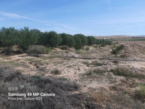 Vente Terrain Agricole Djelfa Hassi bahbah