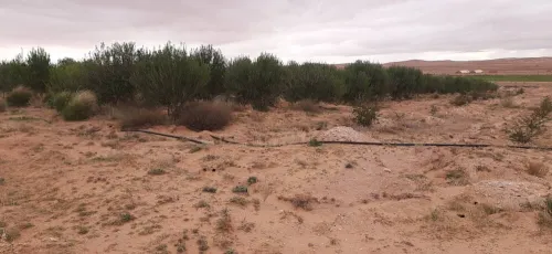 Vente Terrain Agricole Djelfa Hassi bahbah
