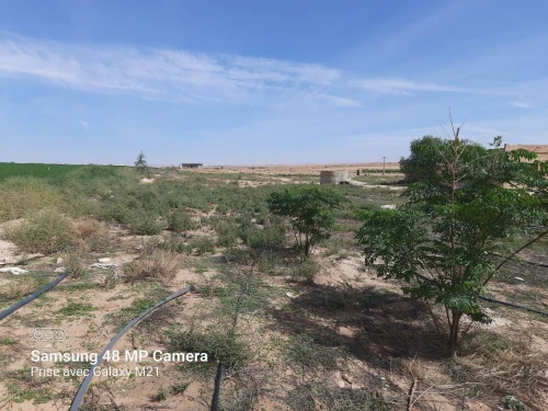 Vente Terrain Agricole Djelfa Hassi bahbah