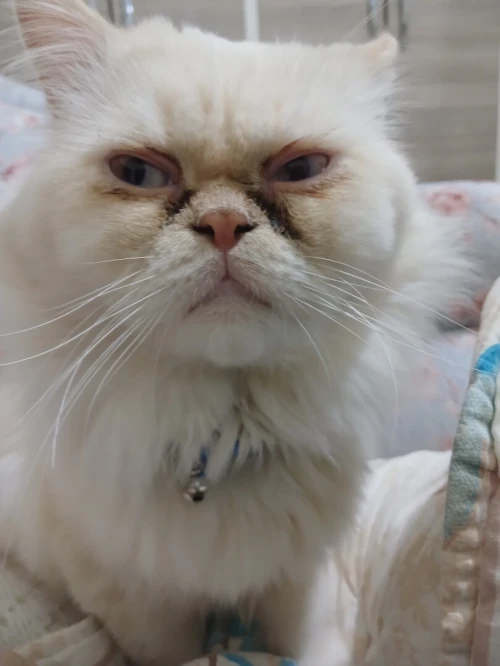Chat persan pure race