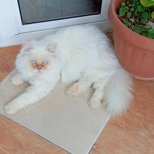 Chat persan pure race