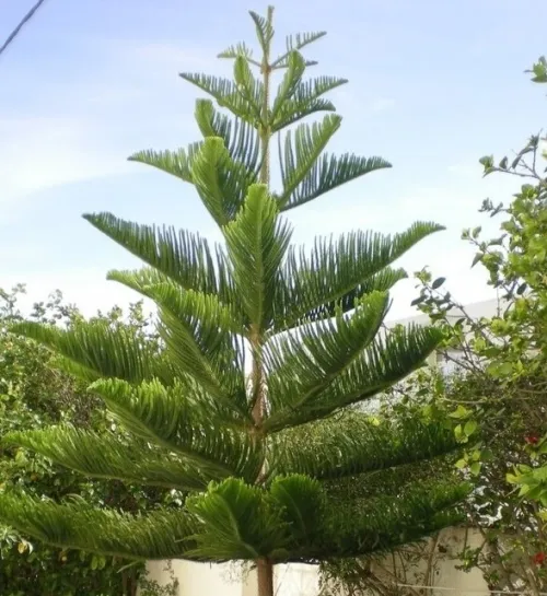 Araucaria droite / rokaria/ زريعة اروكاريا الخالصة