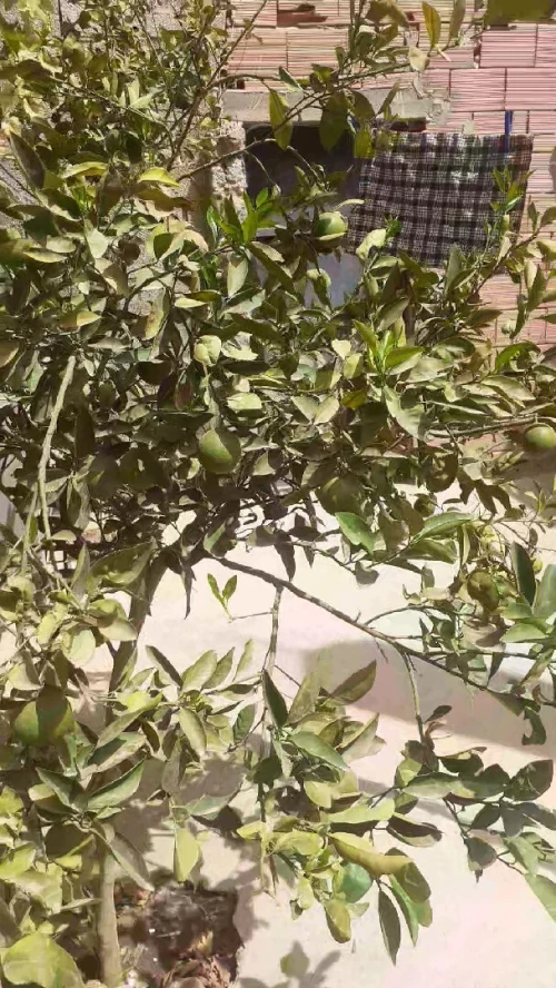Vente Villa Aïn Témouchent Oulhaca el gheraba