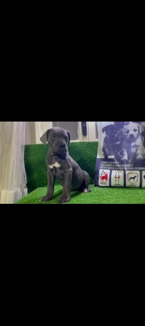 Chiot cani corso la pure ras