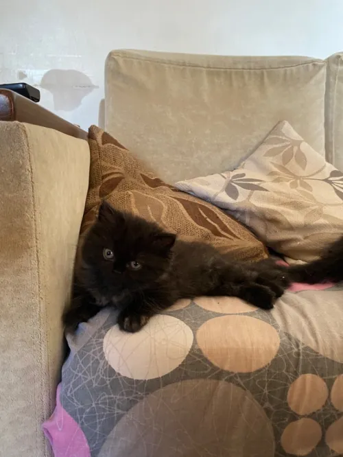 4 chatons persans très propres 