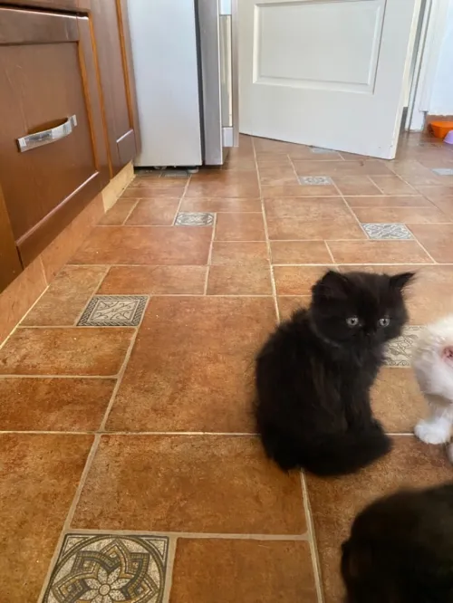 4 chatons persans très propres 