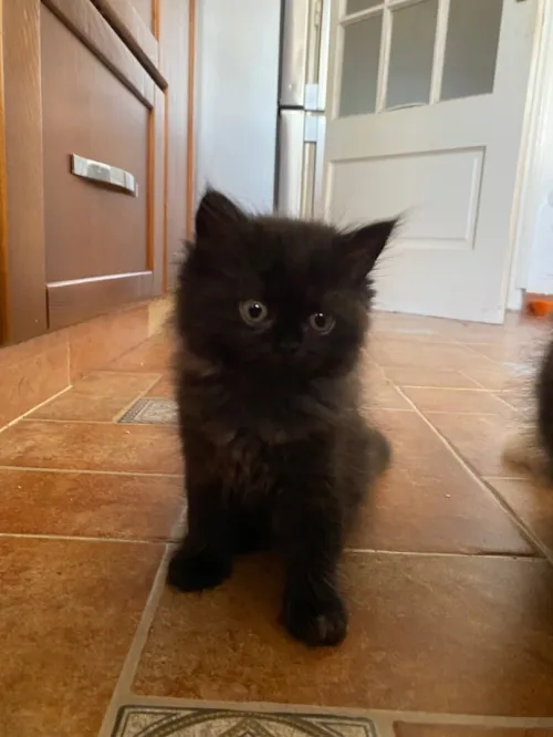 4 chatons persans très propres 