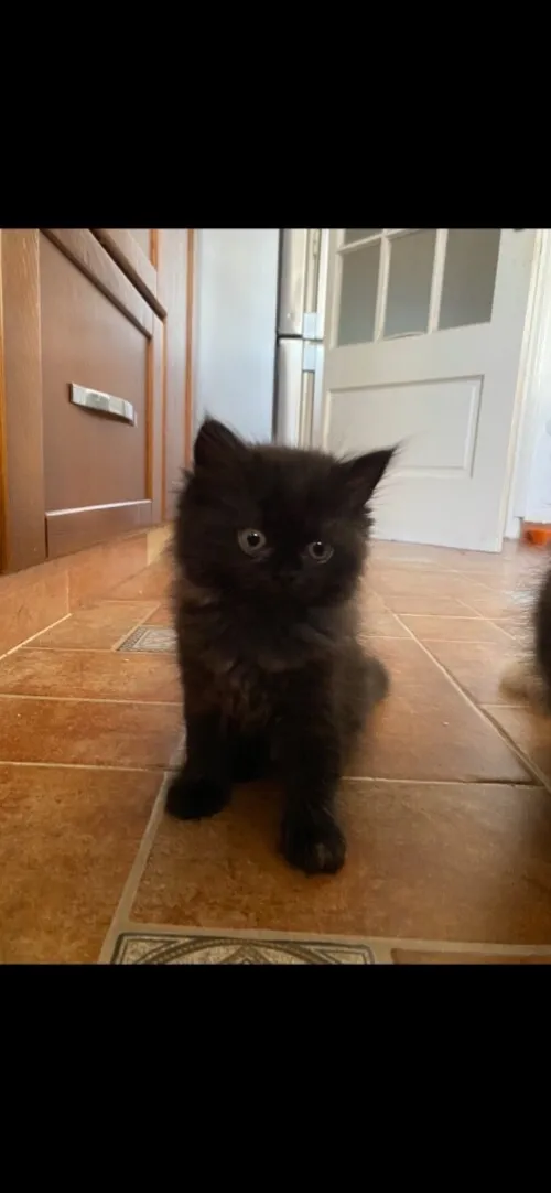 4 chatons persans très propres 