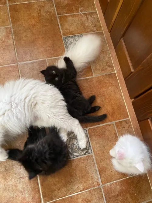 4 chatons persans très propres 