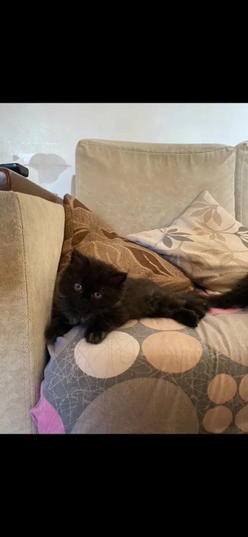 4 chatons persans très propres 