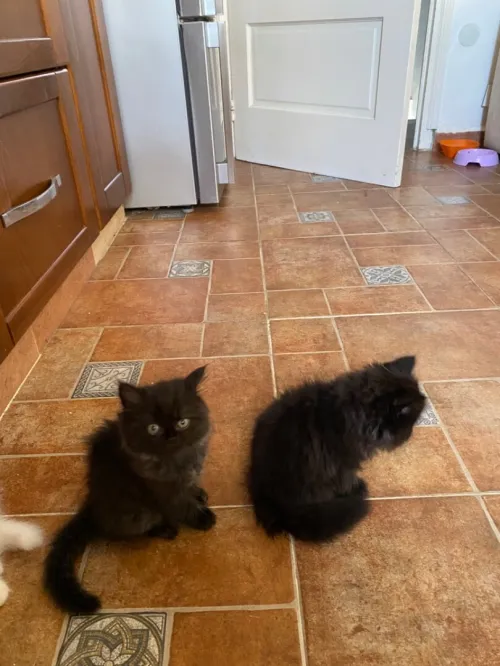 4 chatons persans très propres 