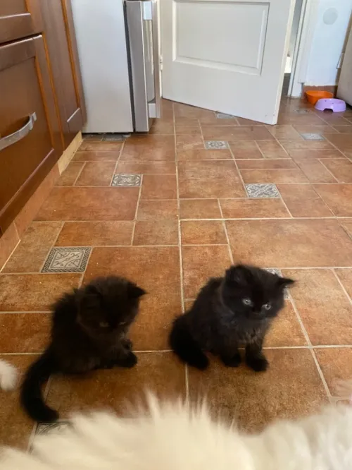 4 chatons persans très propres 