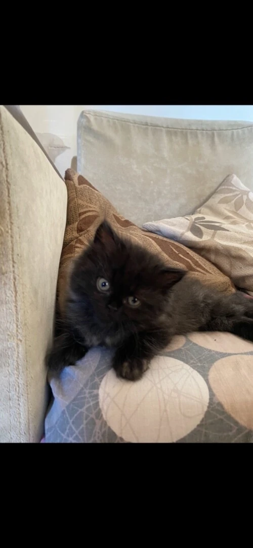 4 chatons persans très propres 